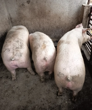 Porci de vanzare - imagine 2