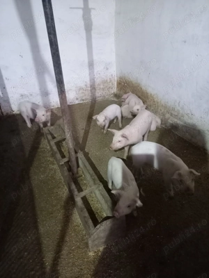 Vand purcei marele alb