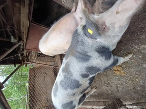 Vand purcea, rasa pietran