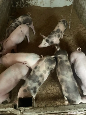 pircei de vanzare  - imagine 2