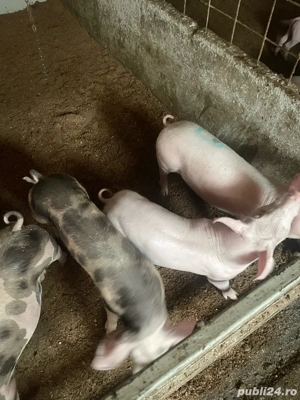 pircei de vanzare  - imagine 3