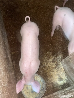 pircei de vanzare  - imagine 4