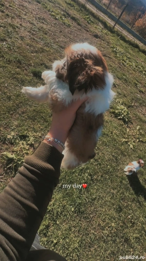 Shih tzu rasa pura - imagine 2