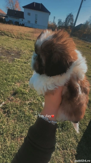 Shih tzu rasa pura - imagine 3