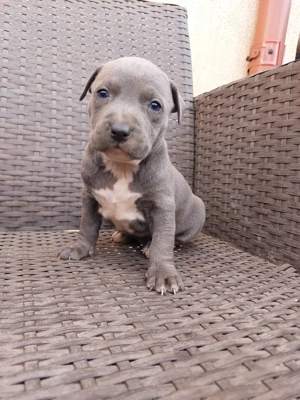 Amstaff Blue rasa pura 