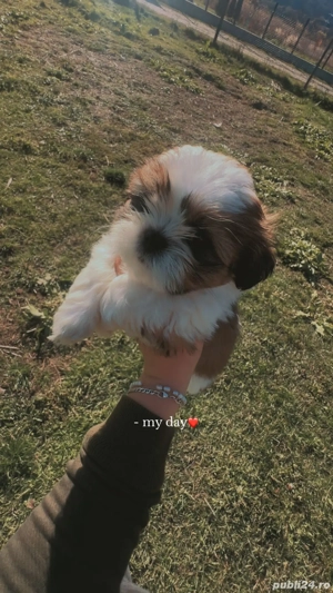 Shih tzu rasa pura - imagine 4
