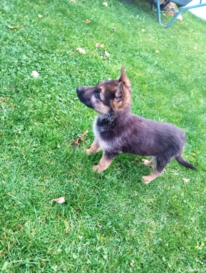 pui cuobanesc german - imagine 4