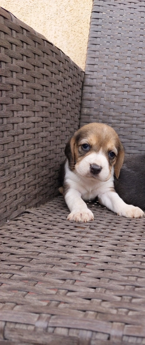 Beagle rasa pura 
