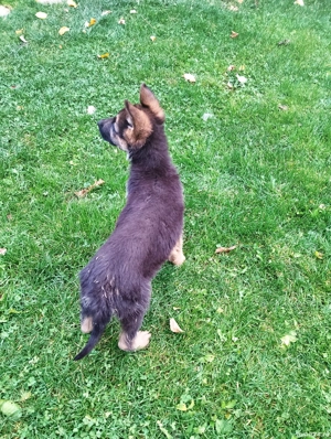 pui cuobanesc german - imagine 5