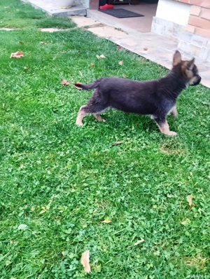 pui cuobanesc german - imagine 3