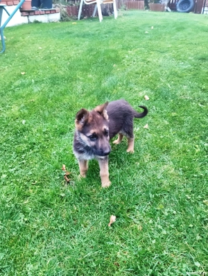 pui cuobanesc german - imagine 2