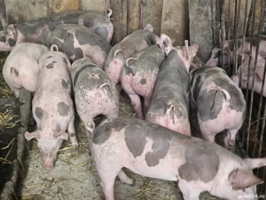 vând 10 soldani rasa petran belgian 7 mascul 3 femele 35 kg