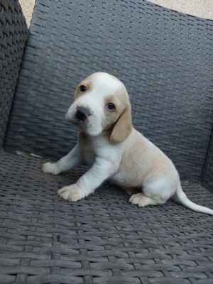 Beagle rasa pura  - imagine 2