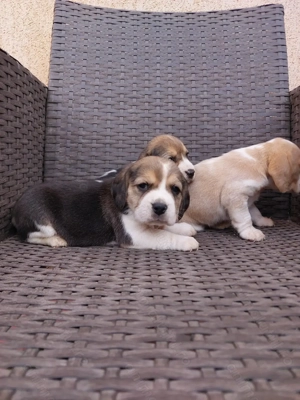 Beagle rasa pura  - imagine 4
