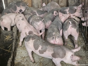 vând 10 soldani rasa de calitate de carne 30-35 kg 7 mascul 3 femele 