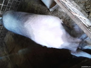 porc de vanzare  - imagine 3