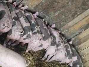 vând soldani rasa de calitate de carne  petran belgian pur 25-30 kg 