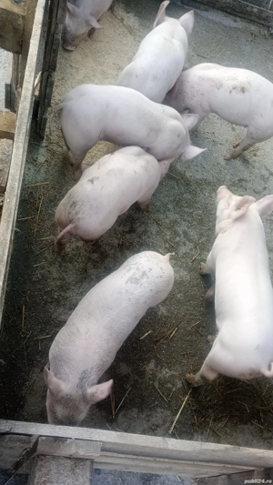 Purcei de 7 săptămâni 