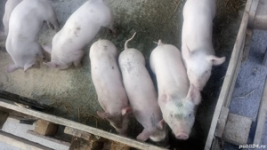 Purcei de 6 Săptămâni Rasa Marele alb cu Pic 