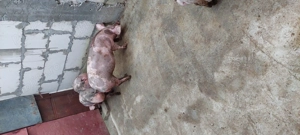 De vanzare - imagine 4