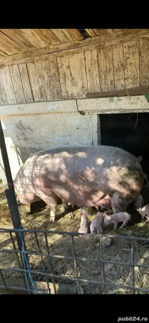scroafa de vanzare  - imagine 4