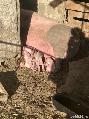 scroafa de vanzare  - imagine 2