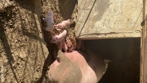 scroafa de vanzare  - imagine 3