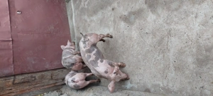 De vanzare - imagine 2