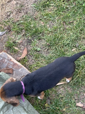 Vând Beagle varsta 3 luni - imagine 2