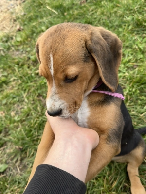 Vând Beagle varsta 3 luni