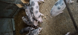 Porci Landrace&Duroc - imagine 3