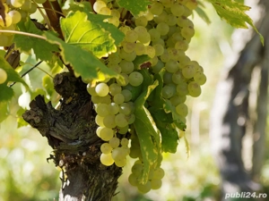 Vin de vânzare  - imagine 4