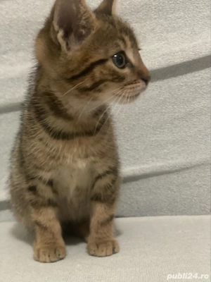 Puiuti rasa Bengal deosebiti - imagine 4