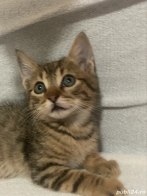 Puiuti rasa Bengal deosebiti - imagine 5