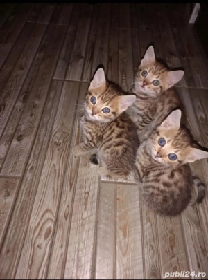 Puiuti rasa Bengal deosebiti - imagine 3