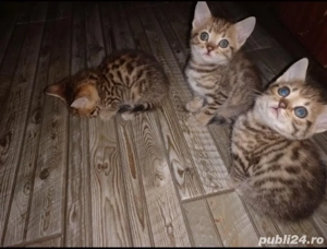 Puiuti rasa Bengal deosebiti