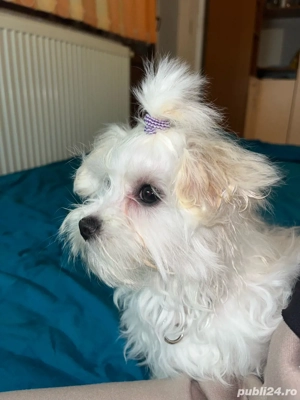 Bichon Fetiță - imagine 2
