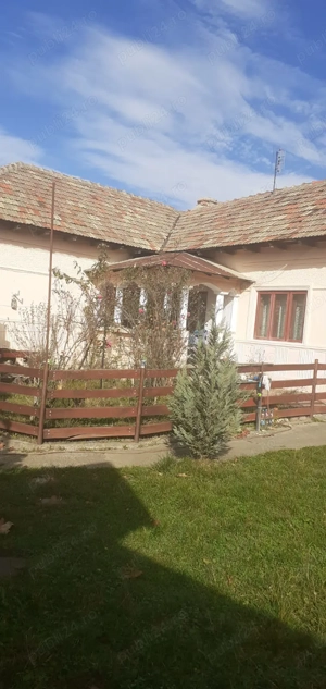 Casa cu curte mare și vie pe spalieri