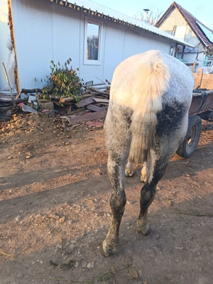 Cal, de vanzare sau schimb cu animale  - imagine 3