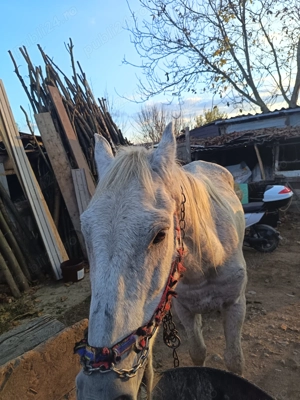 Cal, de vanzare sau schimb cu animale  - imagine 2