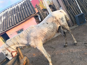 Cal, de vanzare sau schimb cu animale  - imagine 4