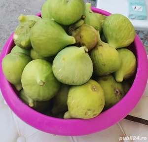 Smochin coaja galbena, miez rosu