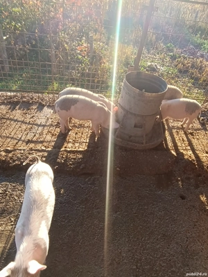 purcei de vânzare  - imagine 2