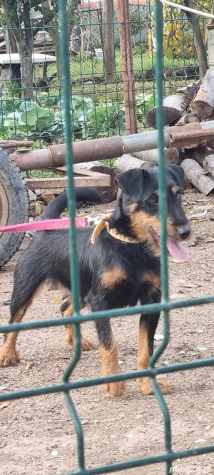  Femela jagd terrier jagdterrier - imagine 2