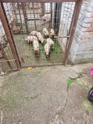 Purcei landrace cu pietrean  - imagine 2