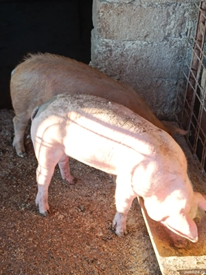 purcei de vânzare  - imagine 3