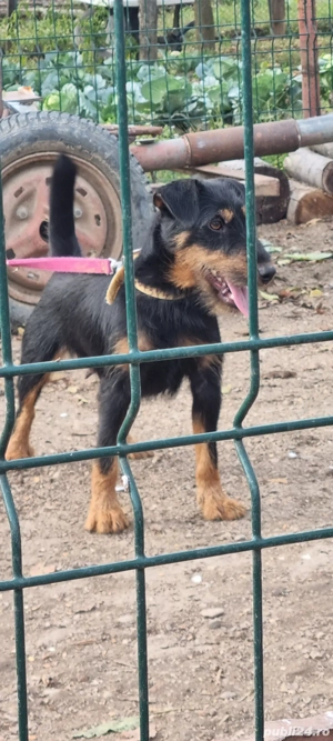  Femela jagd terrier jagdterrier