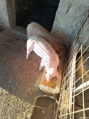 purcei de vânzare  - imagine 5