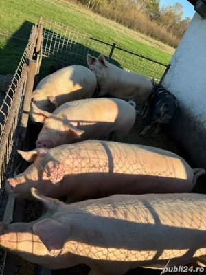 Vand porci - imagine 2