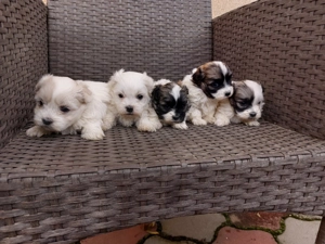 Shitzu rasa pura  - imagine 3